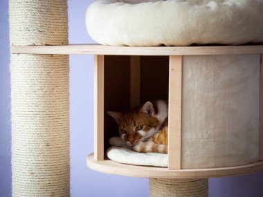 Kızıl ve beyaz kedi kedi kedi yatağında yatıyor.