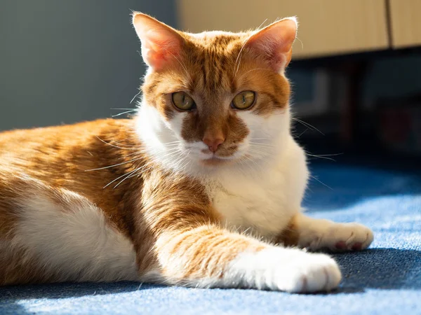 Ingefära och vit katt liggande på marken — Stockfoto