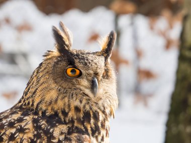 Kış zamanı Avrasya kartal baykuşu (Bubo bubo) görkemli kuş