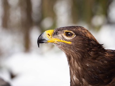 Steppe kartal (Aquila nipalensis) kışın kafanın ayrıntıları