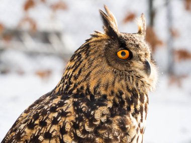 Kış zamanı Avrasya kartal baykuşu (Bubo bubo) görkemli kuş