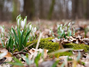 Bahar Kartanesi Çiçeği (Galanthus)