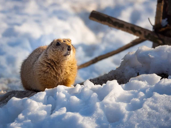 雪の上の黒い尾の草原犬(Comysys ludovicianus) — ストック写真