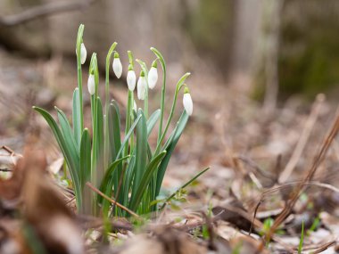 Bahar Kartanesi Çiçeği (Galanthus)