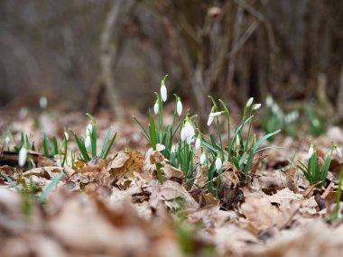 Bahar Kartanesi Çiçeği (Galanthus)