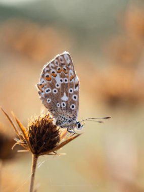Chalkhill mavi kelebeği (Polyommatus coridon) eryngo bitkisi (Eryngium campestre) üzerinde)