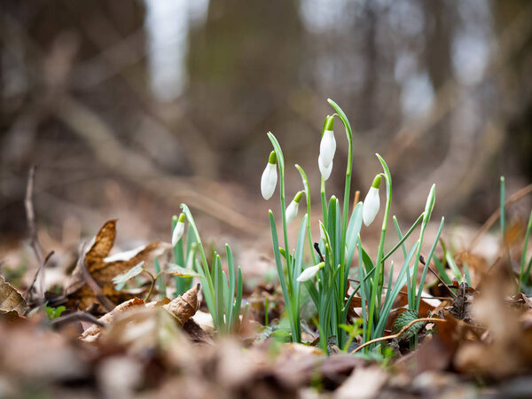 Spring Snowdrop flower (Galanthus)