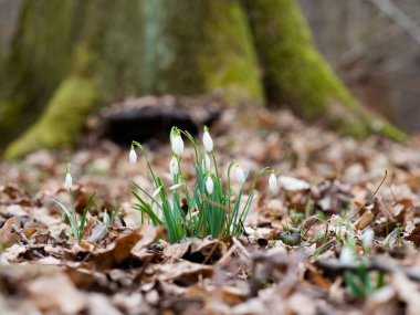 Bahar Kartanesi Çiçeği (Galanthus)