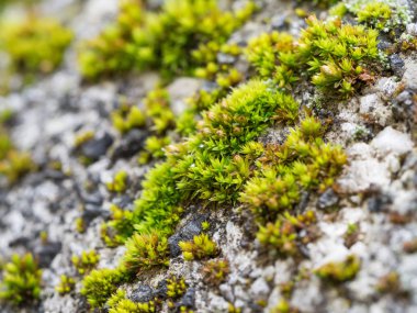 Yeşil yosunlarla kaplı taş - makro sırtüstü