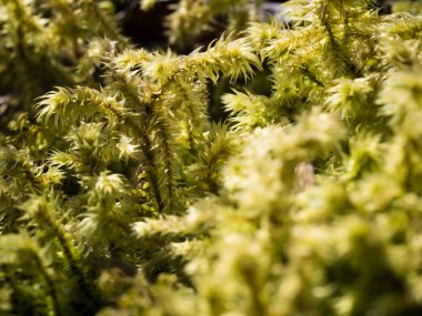 Yeşil yosun - Makro sırtı guruldaması