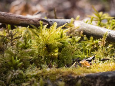 Yeşil yosun - Makro sırtı guruldaması
