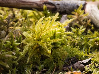 Yeşil yosun - Makro sırtı guruldaması