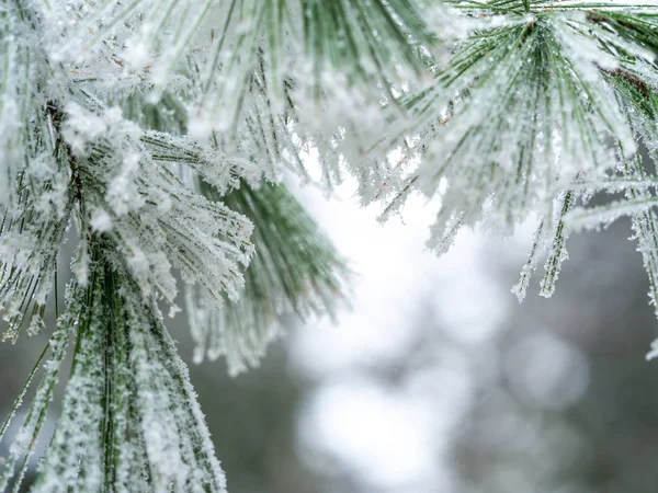 Detalhe do ramo congelado da conífera em fundo de inverno — Fotografia de Stock
