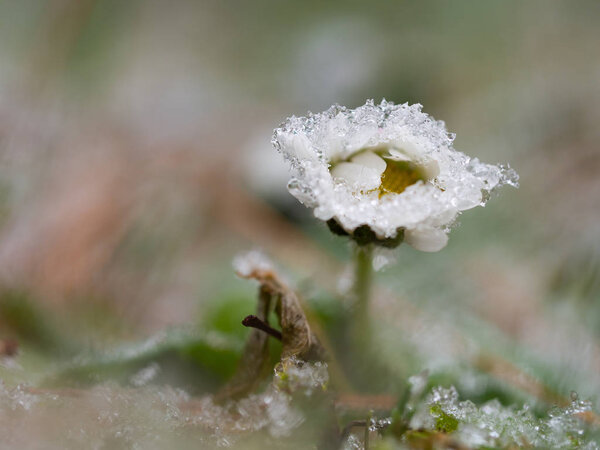 Detail of frozen daisy flower in winter background