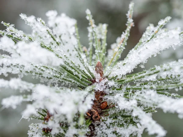 Λεπτομέρεια κατεψυγμένου κλαδιού κωνοφόρων δένδρων σε χειμερινό φόντο — Φωτογραφία Αρχείου