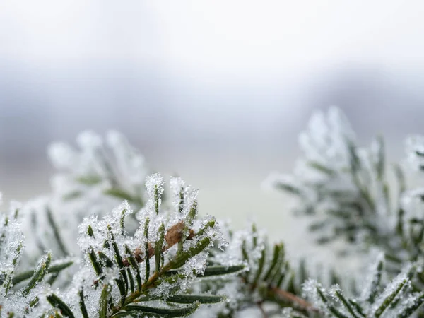 Dettaglio del ramo congelato della conifera sullo sfondo invernale — Foto Stock