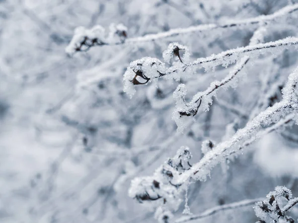Arkaplanda donmuş ağaç dalları — Stok fotoğraf