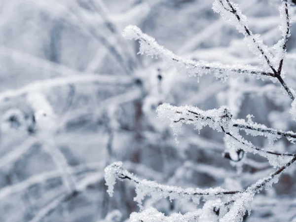 Rami di albero congelati sullo sfondo invernale — Foto Stock