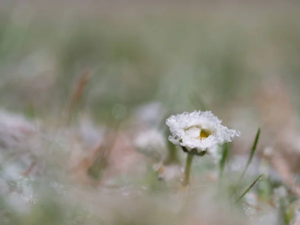 Detail of frozen daisy flower in winter background — Stockfoto