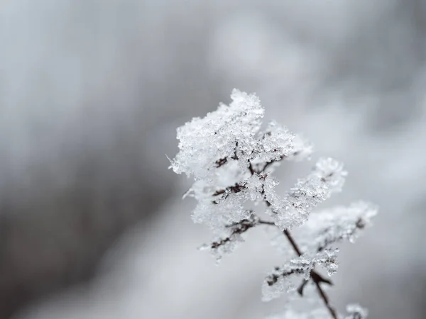 Dettaglio della pianta congelata sullo sfondo invernale — Foto Stock