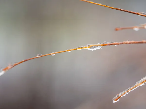 Detalle de gota de agua congelada en fondo de invierno — Foto de Stock