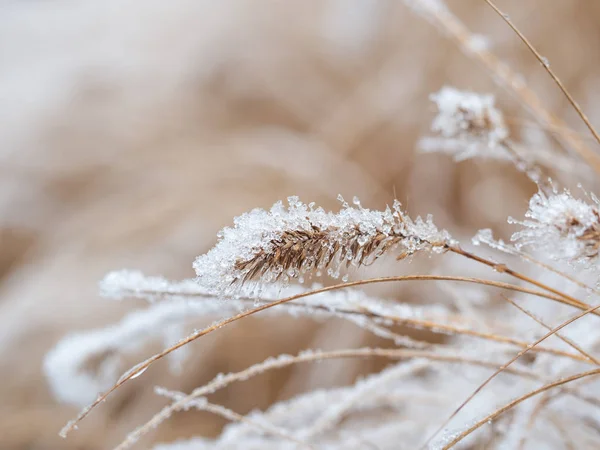 Detalle de hierba ornamental congelada en el fondo de invierno —  Fotos de Stock