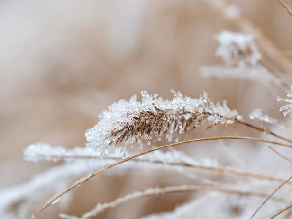 Dettaglio dell'erba ornamentale ghiacciata sullo sfondo invernale — Foto Stock