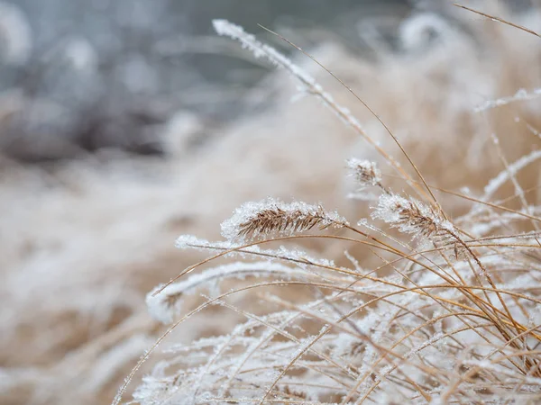 Dettaglio dell'erba ornamentale ghiacciata sullo sfondo invernale — Foto Stock