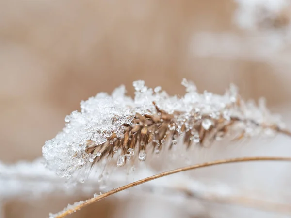 Detail of frozen plant in winter background — Stock Photo, Image