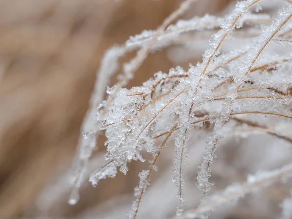 Detalhe da grama congelada no fundo do inverno — Fotografia de Stock