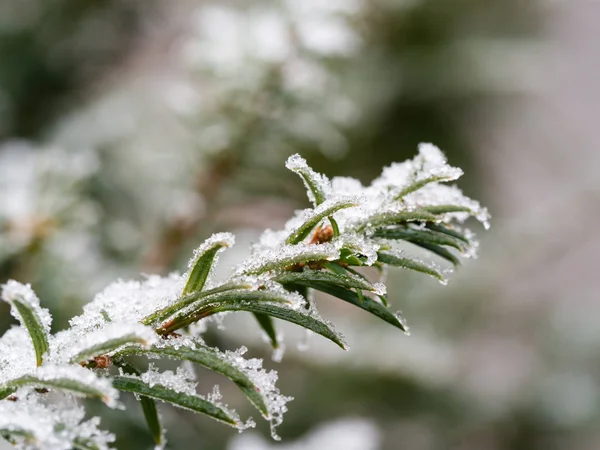 Dettaglio del ramo congelato della conifera sullo sfondo invernale — Foto Stock