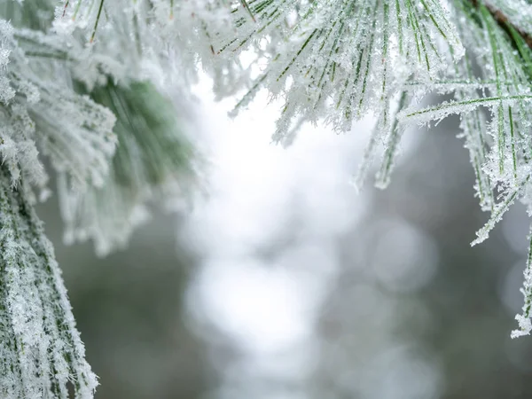 Detalhe do ramo congelado da conífera em fundo de inverno — Fotografia de Stock