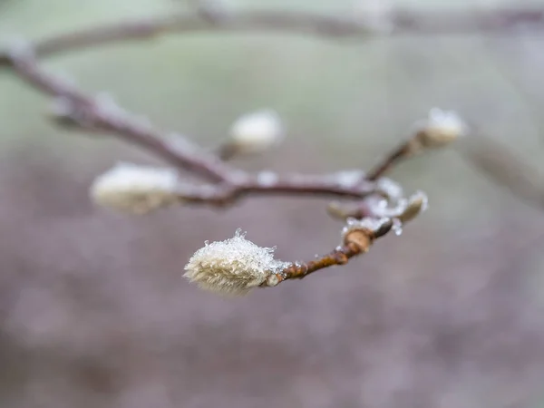 Détail des bourgeons d'arbres gelés en arrière-plan hivernal — Photo