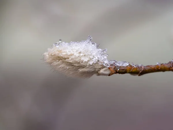 Détail des bourgeons d'arbres gelés en arrière-plan hivernal — Photo