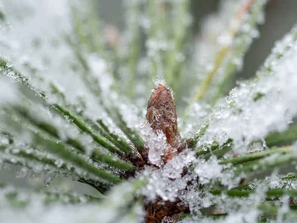 Dettaglio del ramo congelato della conifera sullo sfondo invernale — Foto Stock