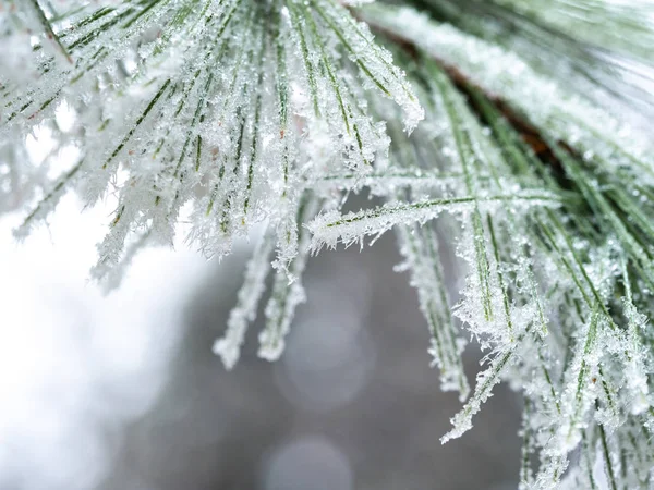 Dettaglio del ramo congelato della conifera sullo sfondo invernale — Foto Stock