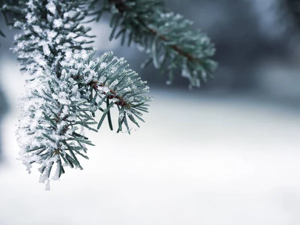 Detail of frozen branch of conifer tree in winter background Stockbild