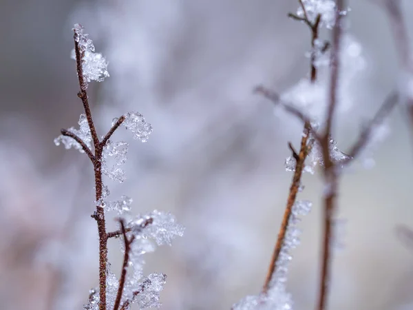 Détail de la plante congelée en fond hivernal — Photo