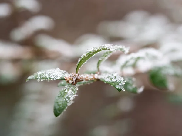 Détail de la plante congelée en fond hivernal — Photo