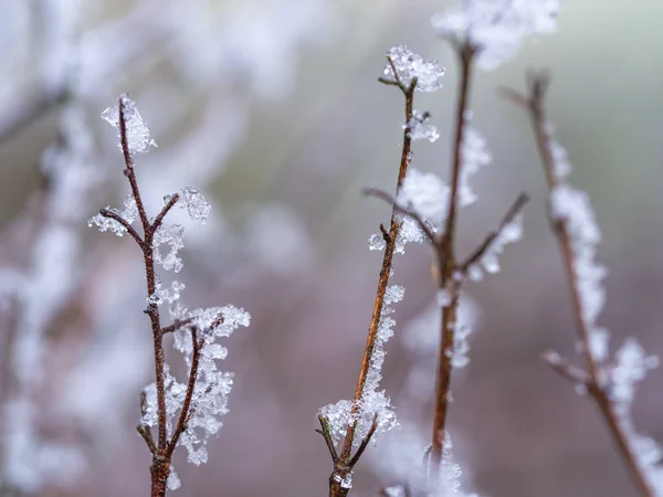 Dettaglio della pianta congelata sullo sfondo invernale — Foto Stock