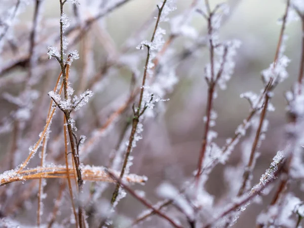 Detalhe da planta congelada no fundo do inverno — Fotografia de Stock