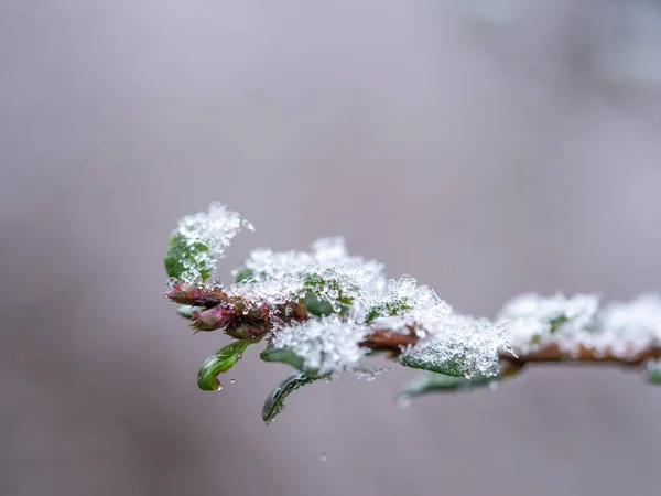 Détail de la plante congelée en fond hivernal — Photo