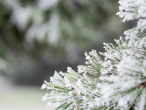 Dettaglio del ramo congelato della conifera sullo sfondo invernale — Foto Stock