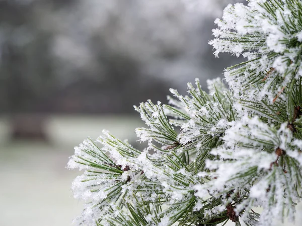 Λεπτομέρεια κατεψυγμένου κλαδιού κωνοφόρων δένδρων σε χειμερινό φόντο — Φωτογραφία Αρχείου