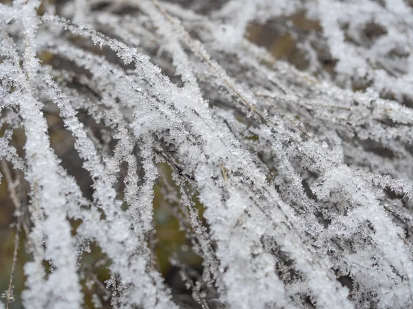 Detalle de hierba congelada en fondo de invierno — Foto de Stock