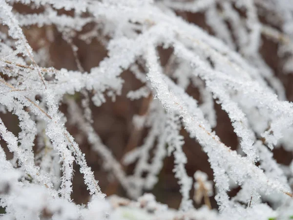 Kış arka planında donmuş çimlerin ayrıntıları — Stok fotoğraf