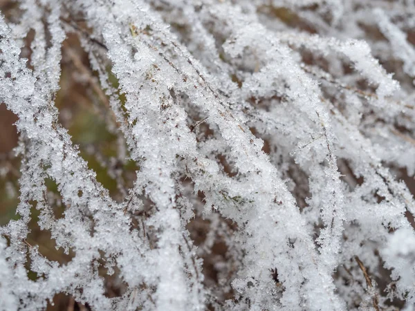 Detalle de hierba congelada en fondo de invierno —  Fotos de Stock