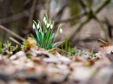 Bahar Kartanesi Çiçeği (Galanthus)