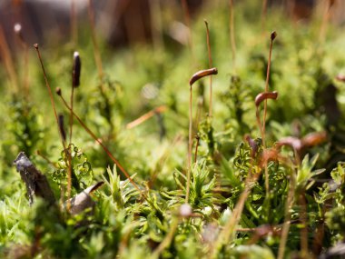 Yeşil yosunlar çiçek açıyor - makro sırtı gurulduyor