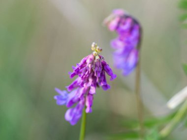 Vicia cracca (tütsülenmiş vetch, kuş vetch, mavi vetch) çiçek detayı